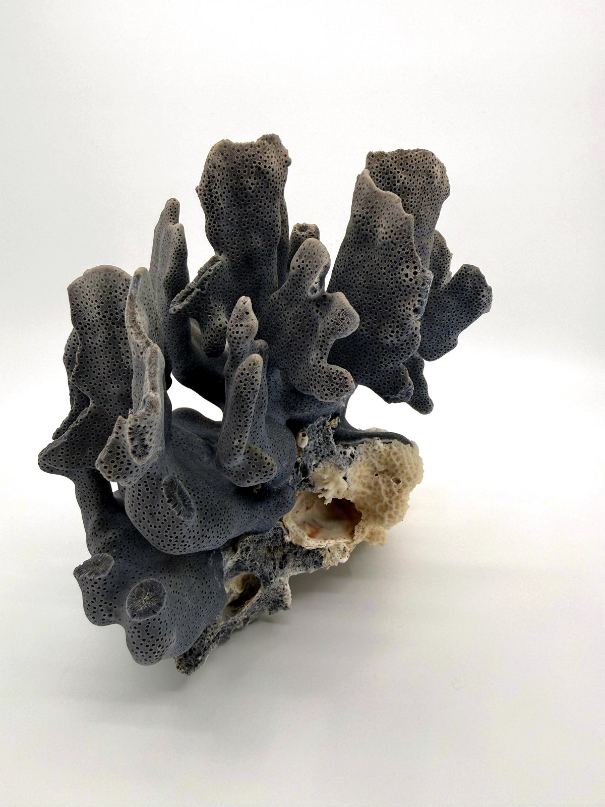 Blue coral specimen on natural base, coastal decor — angled front view