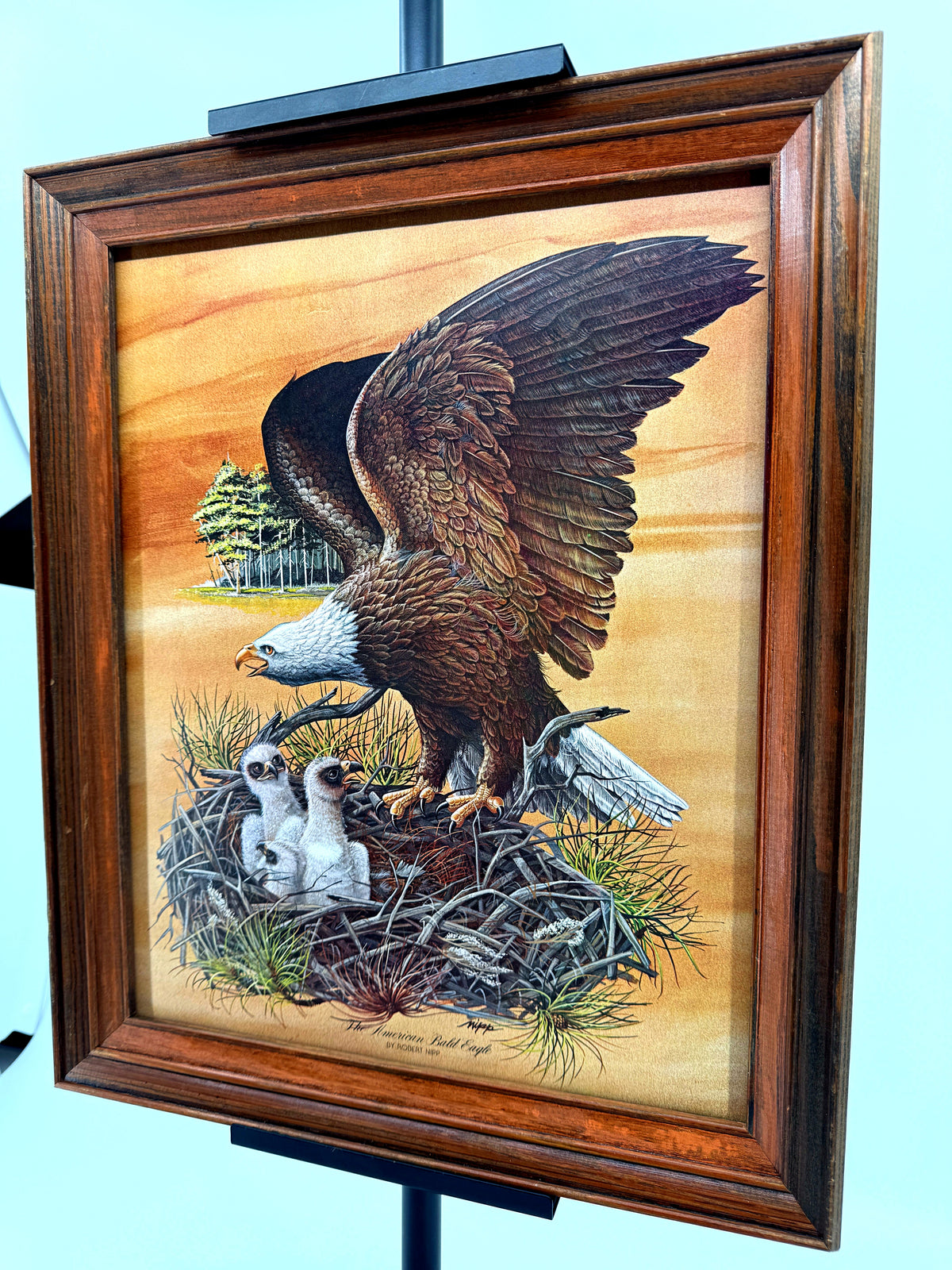Robert Nipp The American Bald Eagle 1975 Bicentennial framed art — front view from a right angle, wider shot