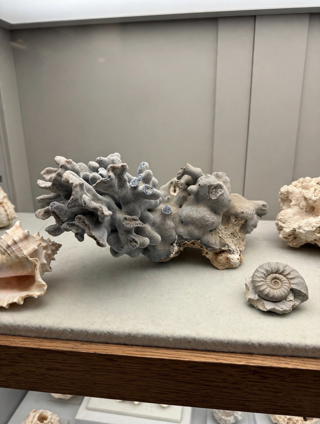 Natural blue-gray branching coral specimen on a natural history display shelf with shell, fossil and coral rock (styled display inspiration)