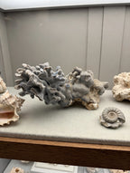 Natural blue-gray branching coral specimen on a natural history display shelf with shell, fossil and coral rock (styled display inspiration)