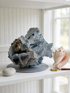 Large natural blue coral specimen on a natural-history display shelf with a conch shell (styled display inspiration)